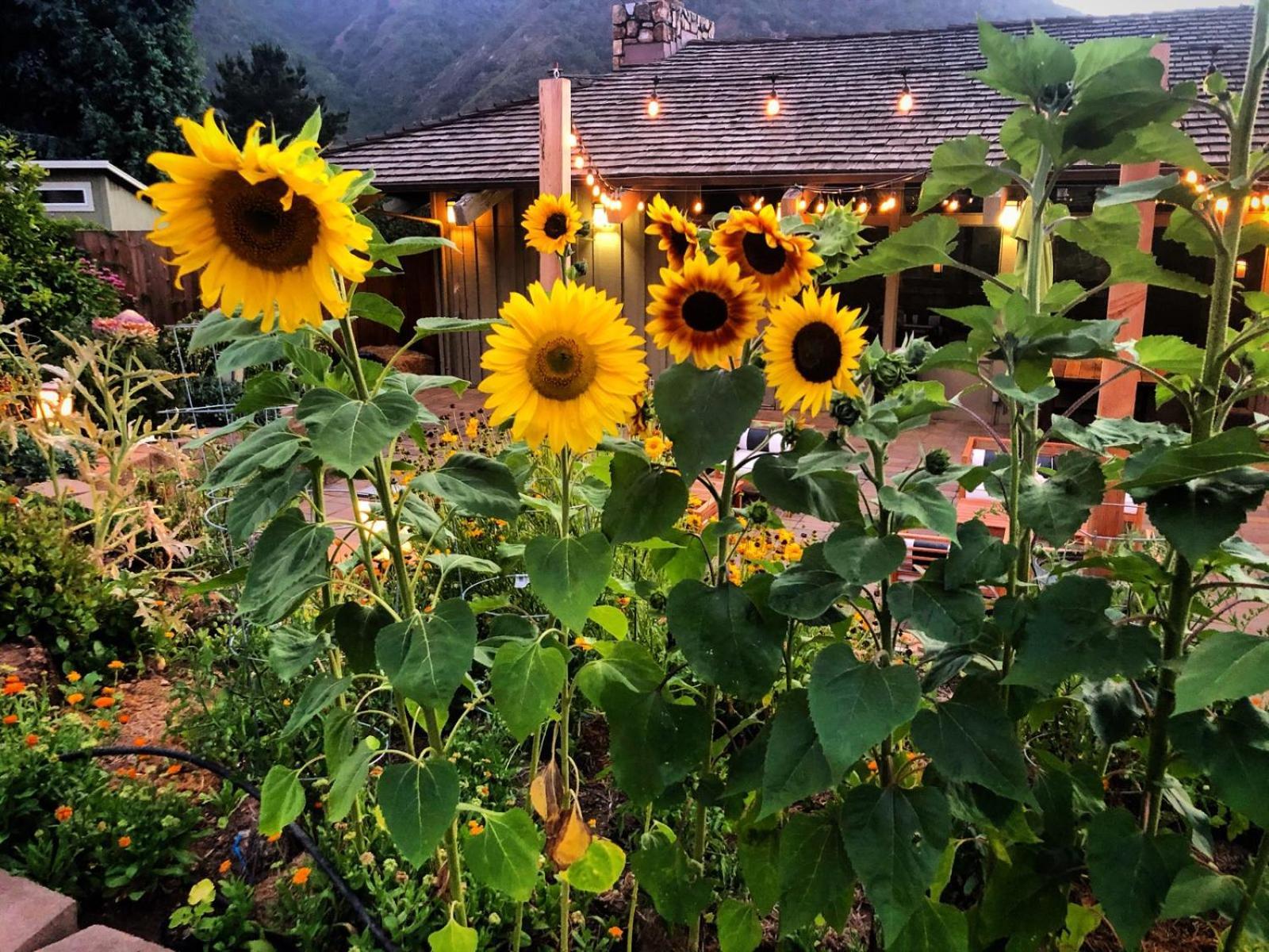 Carmel Valley Lodge Екстериор снимка